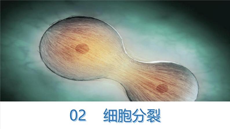 初中 生物 人教版(2024) 七年级上册 第一单元 第三章 第一节 细胞通过分裂产生新细胞 课件08