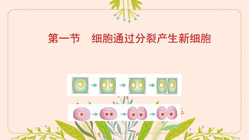 初中 生物 人教版(2024) 七年级上册 第一单元 第三章 第一节 细胞通过分裂产生新细胞 课件第1页