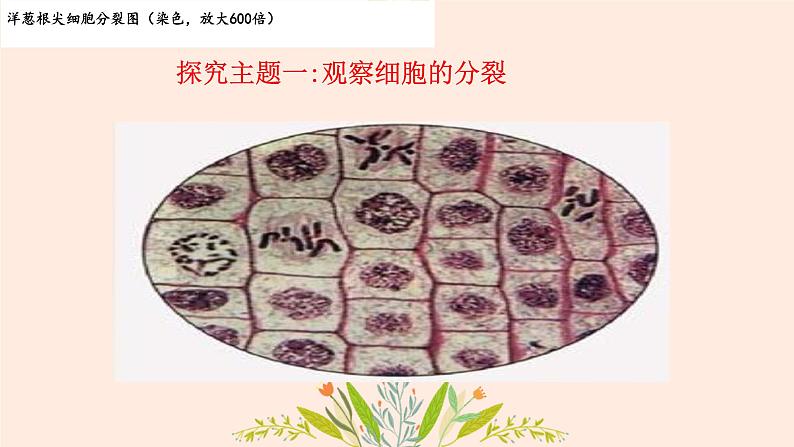 初中 生物 人教版(2024) 七年级上册 第一单元 第三章 第一节 细胞通过分裂产生新细胞 课件第3页