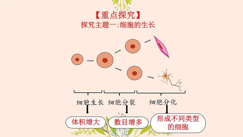 初中 生物 人教版(2024) 七年级上册 第一单元 第三章 第一节 细胞通过分裂产生新细胞 课件第4页