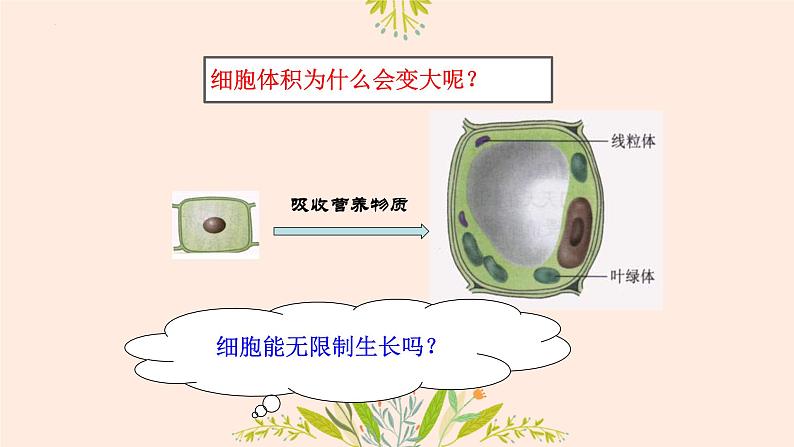 初中 生物 人教版(2024) 七年级上册 第一单元 第三章 第一节 细胞通过分裂产生新细胞 课件第5页