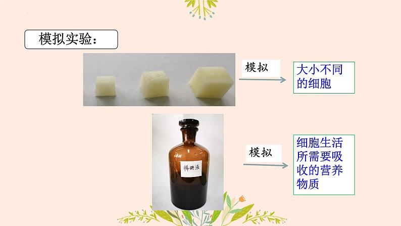 初中 生物 人教版(2024) 七年级上册 第一单元 第三章 第一节 细胞通过分裂产生新细胞 课件第6页