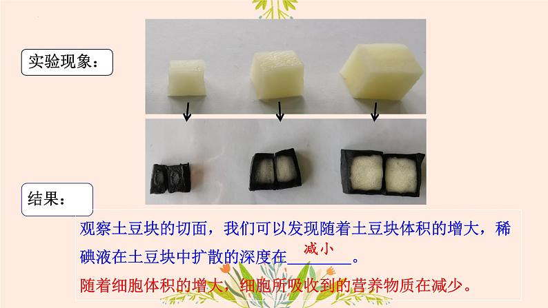 初中 生物 人教版(2024) 七年级上册 第一单元 第三章 第一节 细胞通过分裂产生新细胞 课件第8页