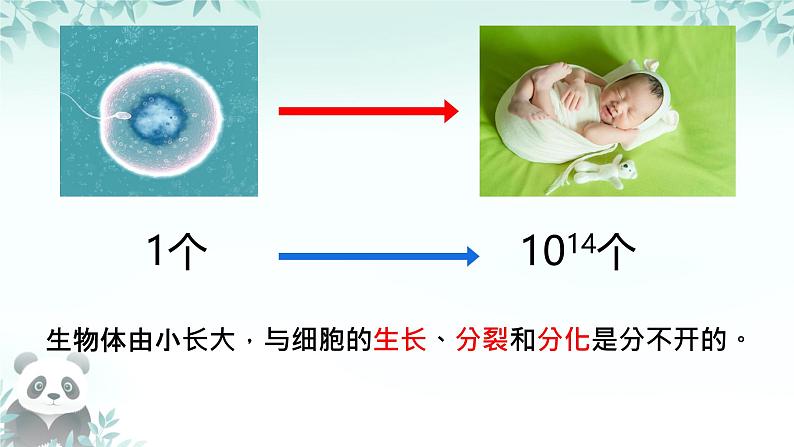初中 生物 人教版(2024) 七年级上册 第一单元 第三章 第一节 细胞通过分裂产生新细胞 课件05