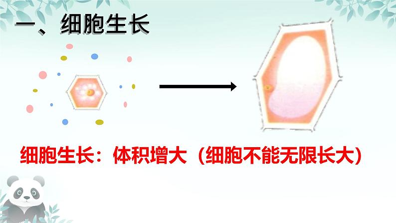 初中 生物 人教版(2024) 七年级上册 第一单元 第三章 第一节 细胞通过分裂产生新细胞 课件06