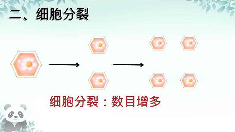 初中 生物 人教版(2024) 七年级上册 第一单元 第三章 第一节 细胞通过分裂产生新细胞 课件07