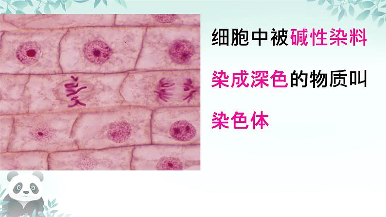初中 生物 人教版(2024) 七年级上册 第一单元 第三章 第一节 细胞通过分裂产生新细胞 课件08