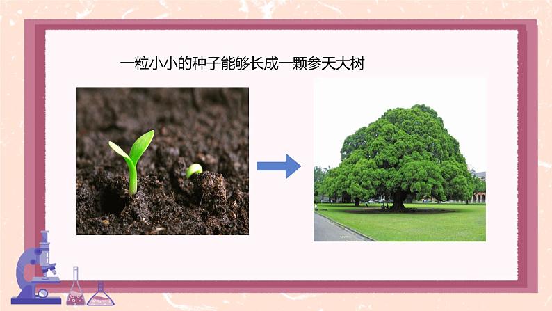 初中 生物 人教版(2024) 七年级上册 第一单元 第三章 第一节 细胞通过分裂产生新细胞 课件第2页