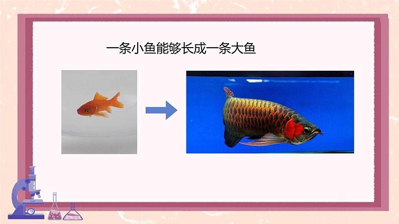 初中 生物 人教版(2024) 七年级上册 第一单元 第三章 第一节 细胞通过分裂产生新细胞 课件第3页