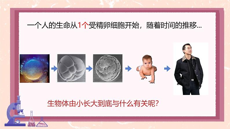 初中 生物 人教版(2024) 七年级上册 第一单元 第三章 第一节 细胞通过分裂产生新细胞 课件第4页