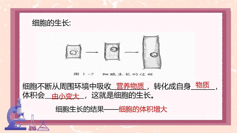 初中 生物 人教版(2024) 七年级上册 第一单元 第三章 第一节 细胞通过分裂产生新细胞 课件第5页