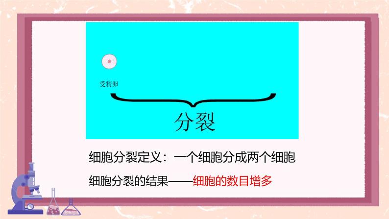 初中 生物 人教版(2024) 七年级上册 第一单元 第三章 第一节 细胞通过分裂产生新细胞 课件第6页