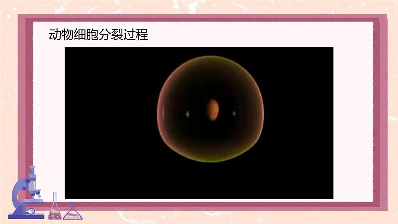 初中 生物 人教版(2024) 七年级上册 第一单元 第三章 第一节 细胞通过分裂产生新细胞 课件第7页