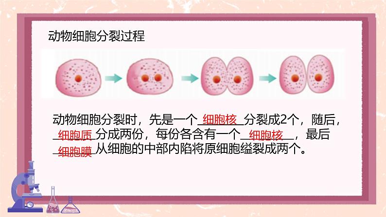 初中 生物 人教版(2024) 七年级上册 第一单元 第三章 第一节 细胞通过分裂产生新细胞 课件第8页
