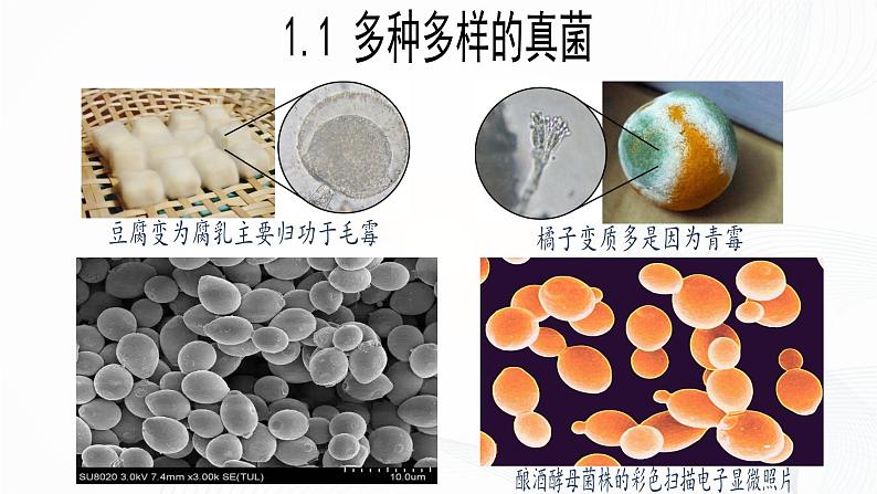 2.3.3 真菌-初中生物七年级上册 同步教学课件(人教版2024)第6页