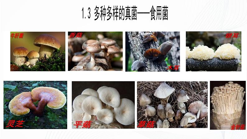 2.3.3 真菌-初中生物七年级上册 同步教学课件(人教版2024)第8页