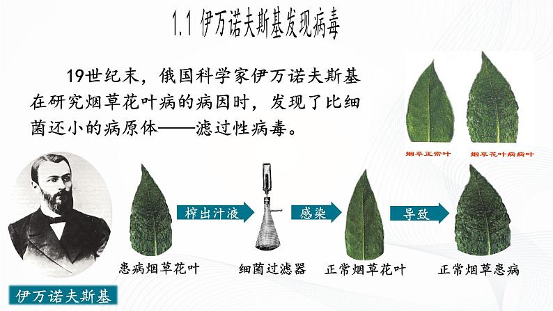 2.3.4 病毒-初中生物七年级上册 同步教学课件(人教版2024)第6页
