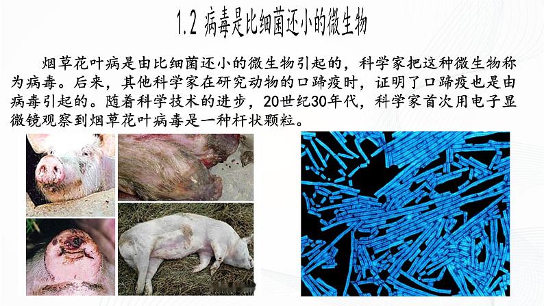 2.3.4 病毒-初中生物七年级上册 同步教学课件(人教版2024)第7页