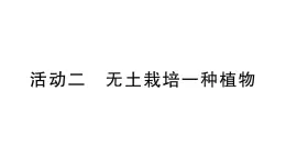 初中生物新北师大版七年级上册活动二 无土栽培一种植物作业课件2024秋