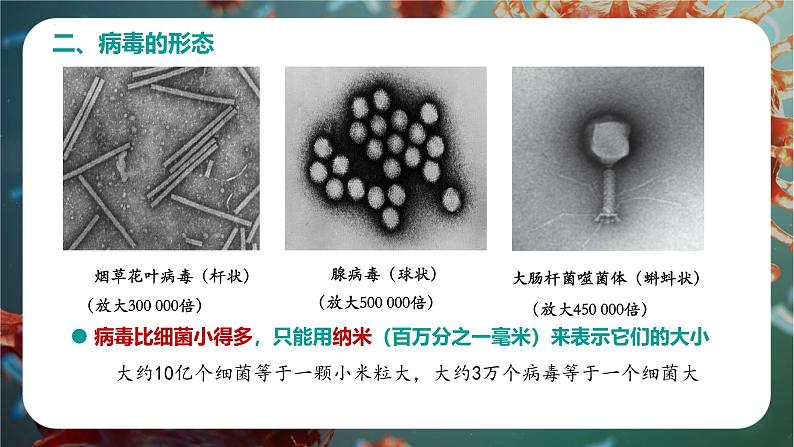 初中 生物 人教版(2024) 七年级上册 第二单元 多种多样的生物 第三章第四节 病毒 课件06