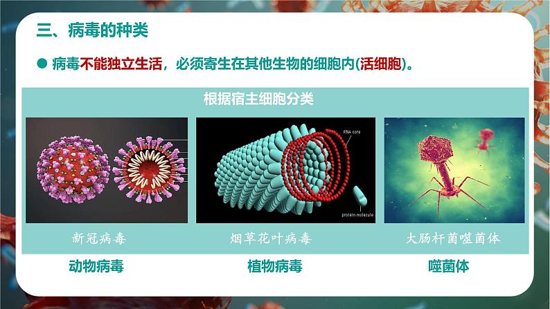 初中 生物 人教版(2024) 七年级上册 第二单元 多种多样的生物 第三章第四节 病毒 课件07