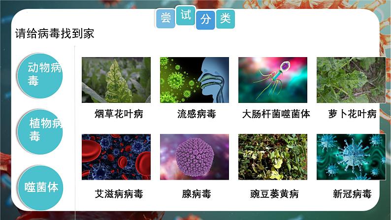 初中 生物 人教版(2024) 七年级上册 第二单元 多种多样的生物 第三章第四节 病毒 课件08