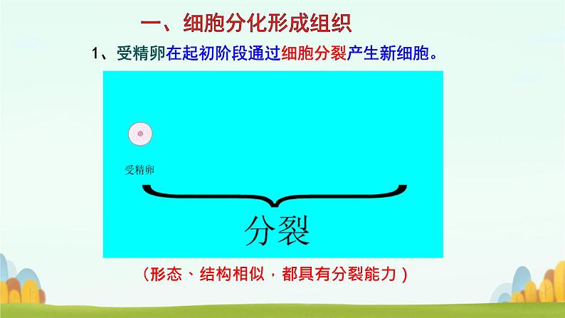 初中 生物 人教版(2024) 七年级上册 第一单元 生物和细胞 第三章第二节 动物体的结构层次 课件02
