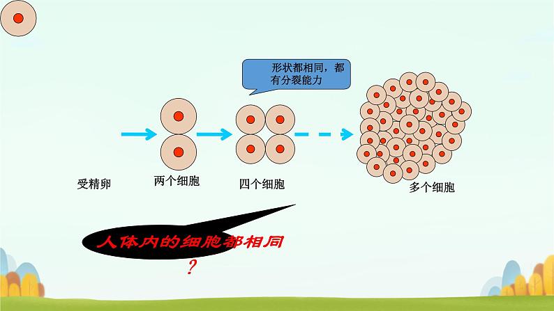 初中 生物 人教版(2024) 七年级上册 第一单元 生物和细胞 第三章第二节 动物体的结构层次 课件03