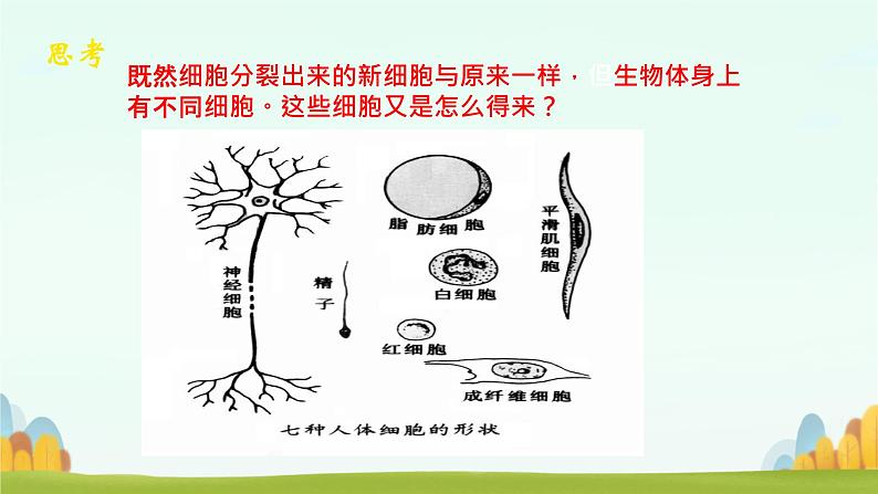 初中 生物 人教版(2024) 七年级上册 第一单元 生物和细胞 第三章第二节 动物体的结构层次 课件04