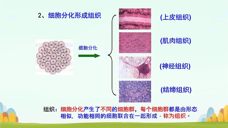 初中 生物 人教版(2024) 七年级上册 第一单元 生物和细胞 第三章第二节 动物体的结构层次 课件06