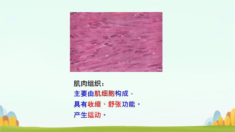 初中 生物 人教版(2024) 七年级上册 第一单元 生物和细胞 第三章第二节 动物体的结构层次 课件08