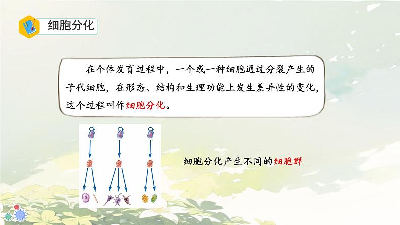 初中 生物 人教版(2024) 七年级上册 第一单元 生物和细胞 第三章第二节 动物体的结构层次 课件第5页
