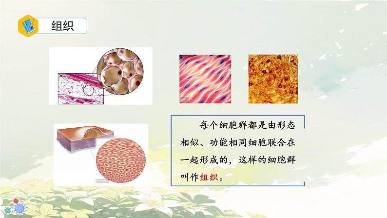 初中 生物 人教版(2024) 七年级上册 第一单元 生物和细胞 第三章第二节 动物体的结构层次 课件第6页