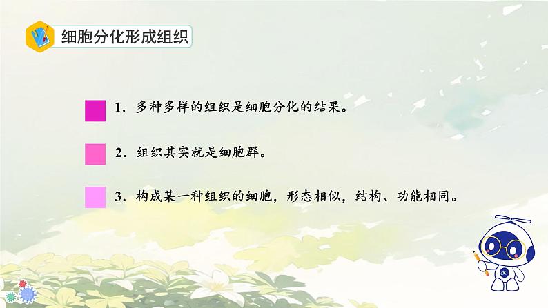 初中 生物 人教版(2024) 七年级上册 第一单元 生物和细胞 第三章第二节 动物体的结构层次 课件第7页