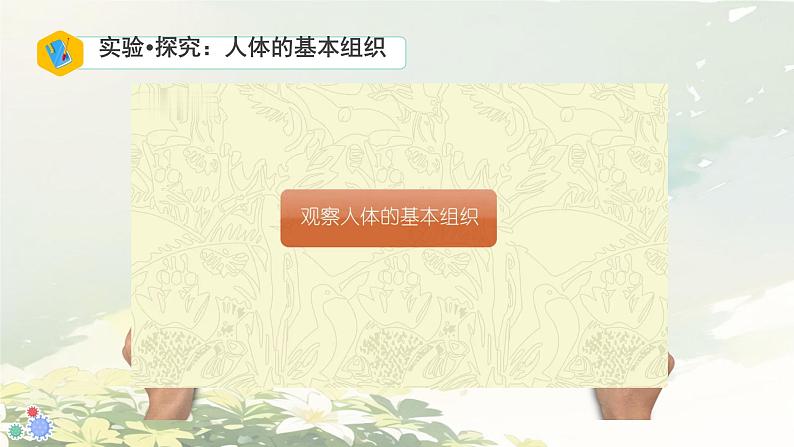 初中 生物 人教版(2024) 七年级上册 第一单元 生物和细胞 第三章第二节 动物体的结构层次 课件第8页