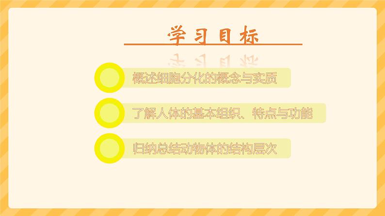 初中 生物 人教版(2024) 七年级上册 第一单元 生物和细胞 第三章第二节 动物体的结构层次 课件第2页