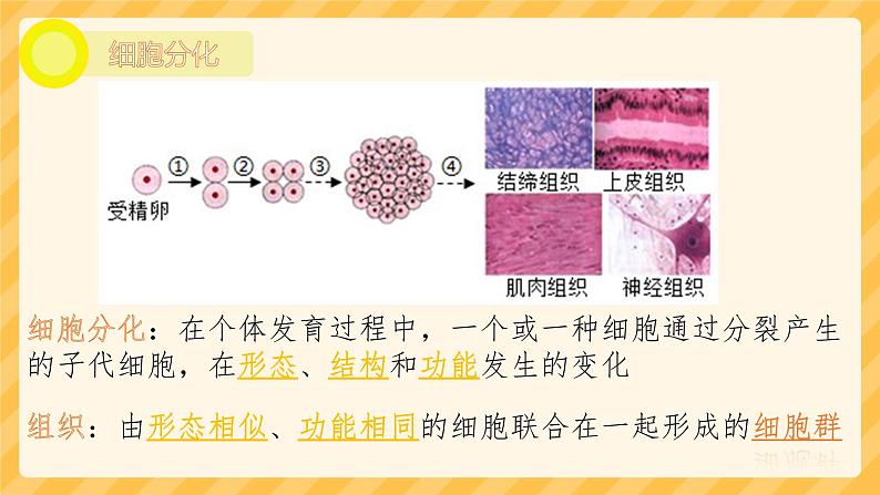 初中 生物 人教版(2024) 七年级上册 第一单元 生物和细胞 第三章第二节 动物体的结构层次 课件第4页