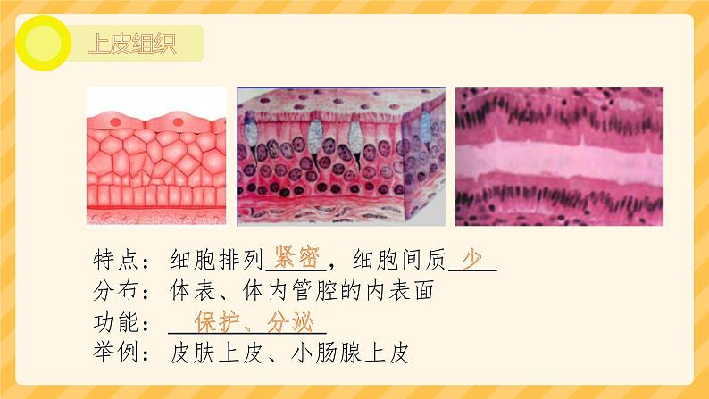 初中 生物 人教版(2024) 七年级上册 第一单元 生物和细胞 第三章第二节 动物体的结构层次 课件第6页