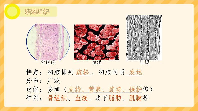 初中 生物 人教版(2024) 七年级上册 第一单元 生物和细胞 第三章第二节 动物体的结构层次 课件第7页