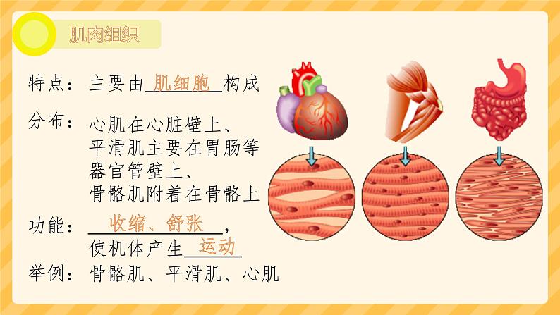 初中 生物 人教版(2024) 七年级上册 第一单元 生物和细胞 第三章第二节 动物体的结构层次 课件第8页