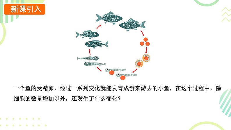 初中 生物 人教版(2024) 七年级上册 第一单元 生物和细胞 第三章第二节 动物体的结构层次 课件03