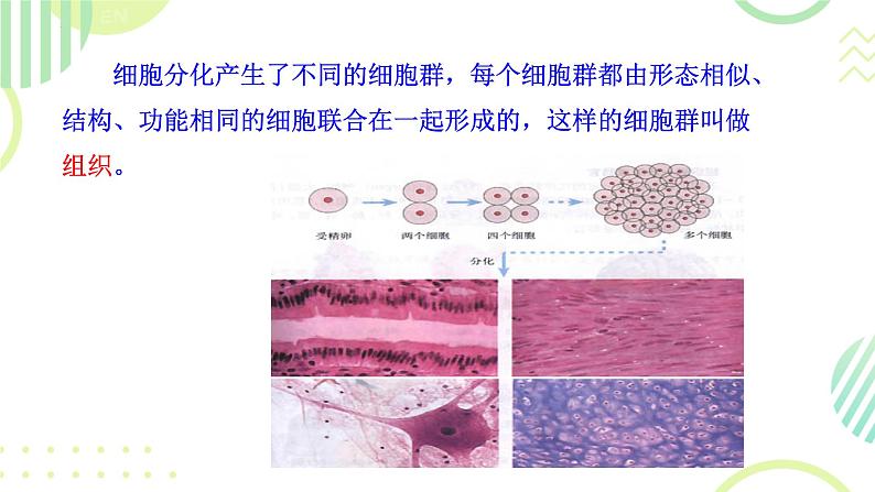 初中 生物 人教版(2024) 七年级上册 第一单元 生物和细胞 第三章第二节 动物体的结构层次 课件06