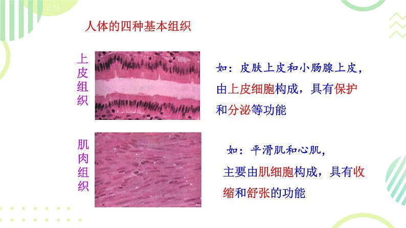 初中 生物 人教版(2024) 七年级上册 第一单元 生物和细胞 第三章第二节 动物体的结构层次 课件07