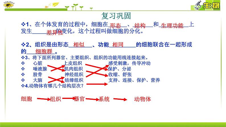 初中 生物 人教版(2024) 七年级上册 第一单元 生物和细胞 第三章 第三节 植物体的结构层次 课件第2页
