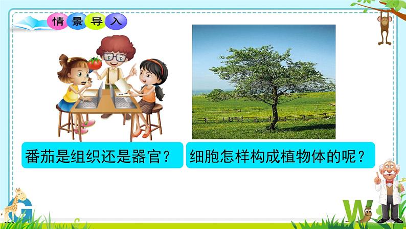 初中 生物 人教版(2024) 七年级上册 第一单元 生物和细胞 第三章 第三节 植物体的结构层次 课件第4页