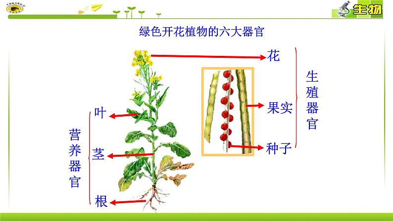初中 生物 人教版(2024) 七年级上册 第一单元 生物和细胞 第三章 第三节 植物体的结构层次 课件第6页