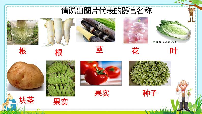 初中 生物 人教版(2024) 七年级上册 第一单元 生物和细胞 第三章 第三节 植物体的结构层次 课件第8页