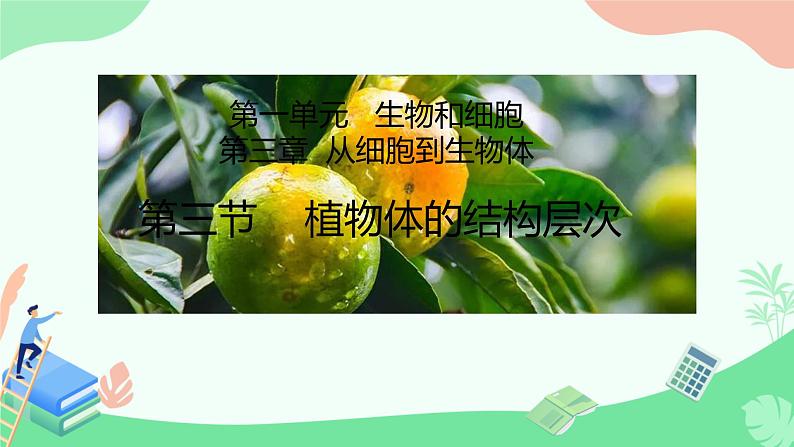 初中 生物 人教版(2024) 七年级上册 第一单元 生物和细胞 第三章第三节 植物体的结构层次 课件第1页