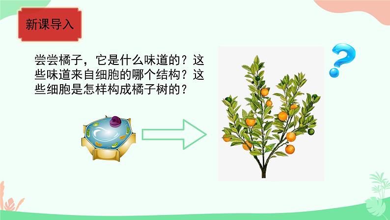 初中 生物 人教版(2024) 七年级上册 第一单元 生物和细胞 第三章第三节 植物体的结构层次 课件第2页