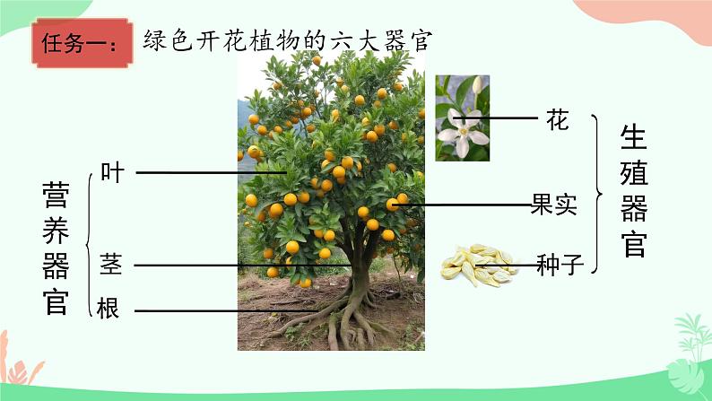 初中 生物 人教版(2024) 七年级上册 第一单元 生物和细胞 第三章第三节 植物体的结构层次 课件第4页
